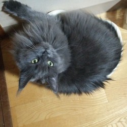 優秀なハンター