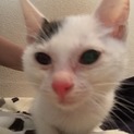 メスの子猫2匹、里親さん募集！