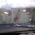 熱帯魚グッピーテトラナマズ課のお魚飼いませんか？