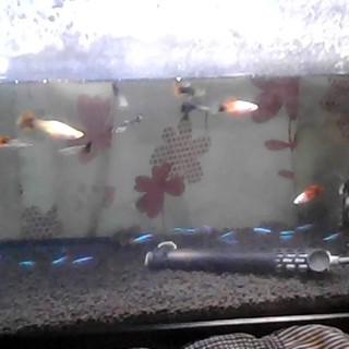 熱帯魚グッピーテトラナマズ課のお魚飼いませんか？