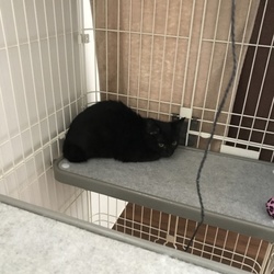 ペットのおうちでの