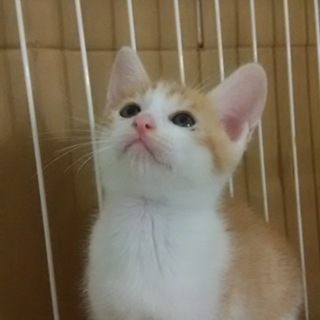 天使！茶白くん