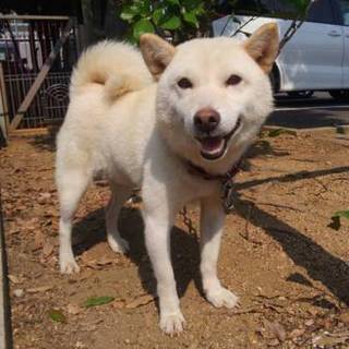 【里親様決定！】甘えん坊の白柴くん