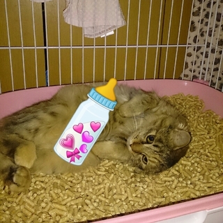 野良猫5ヶ月くらいの女の子です！