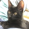 猫草好き