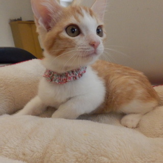 生後２カ月半白茶♀
