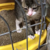 猫ちゃんを拾ってきました。 サムネイル4