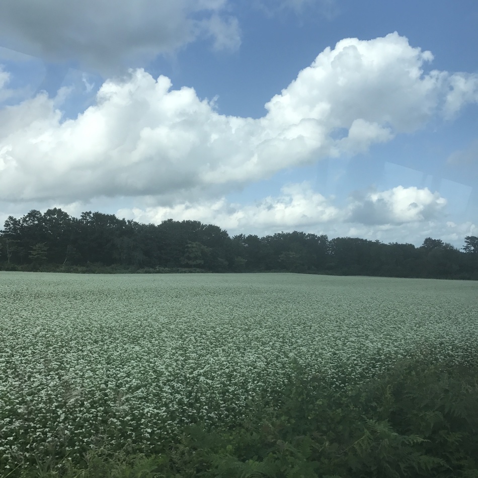 うにこのカバー写真