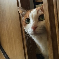 ミケ