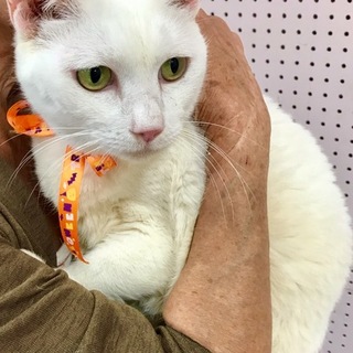 じゅんこちゃん