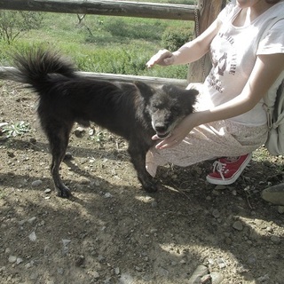 明るい優しい甲斐犬MIXコジロー君