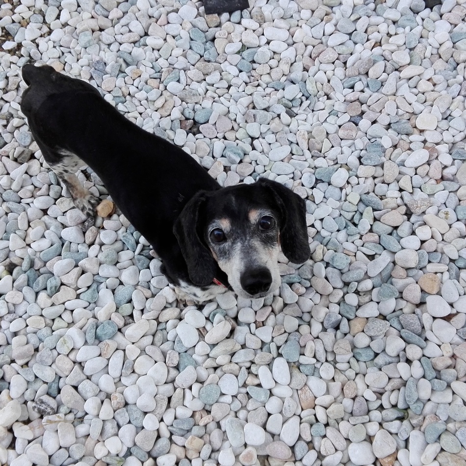 ロロのカバー写真