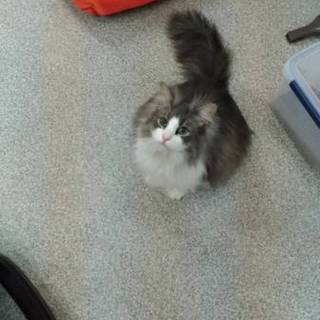 宇都宮近郊でノルウェージャン里親募集！