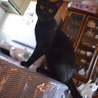 くーろ