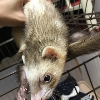 フェレット募集一時停止