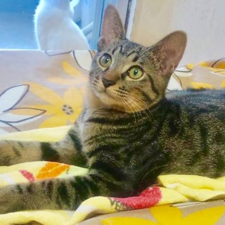 4か月　去勢済みの可愛いキジトラ兄弟