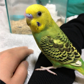 オスのセキセイインコ  ヨモギさん