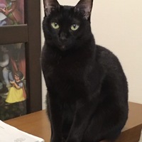 メメ