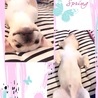 りらっくすー♬