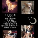チワワわっ君