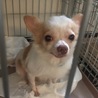 チワワわっ君 サムネイル2
