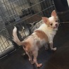 チワワわっ君 サムネイル3
