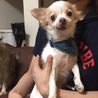 チワワわっ君 サムネイル4