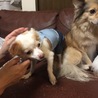 チワワわっ君 サムネイル5