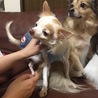 チワワわっ君 サムネイル6