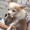 チワワわっ君 サムネイル7