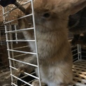 大切な家族として