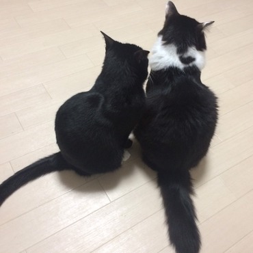 左おじさん(クック)、右甥っ子(麦)。いつの間にか追い越した体格差にビックリ！