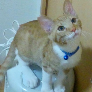 4か月茶トラの男の子　去勢済み