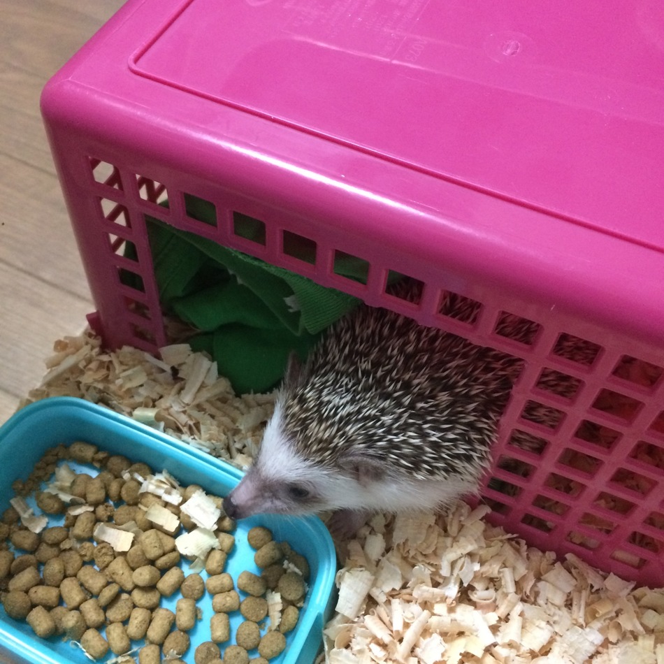 アルミンのカバー写真