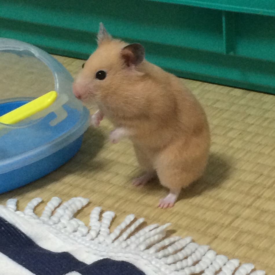 ななちゃんのカバー写真