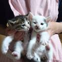 子猫里親募集中
