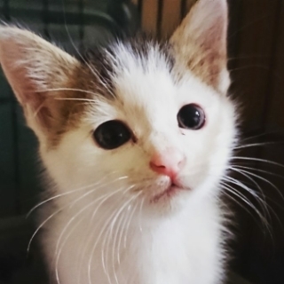 【アメリちゃん】生後1か月半