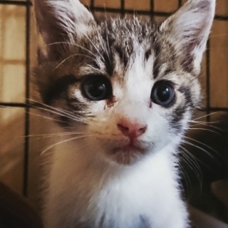 【マチルダちゃん】生後1ヵ月半