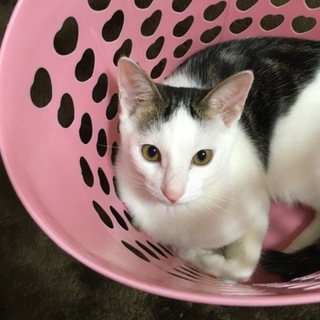 人懐っこい男の子です