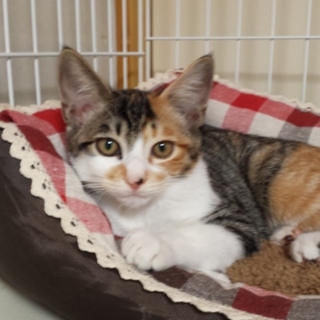 私の幸せいつ来るニャン♡