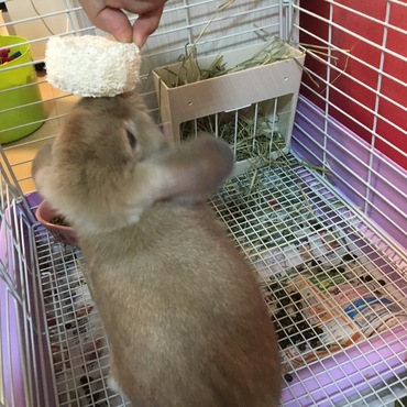 ヘチマリングとシエル
