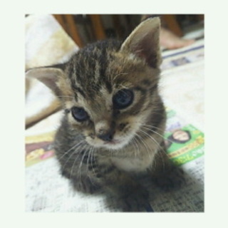 子猫の「心」君、「愛」ちゃん