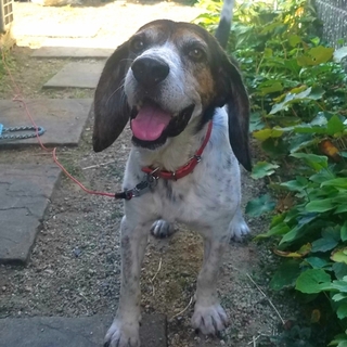 可愛い甘えん坊ビーグル輝くん♡