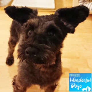 「きのこ」Mシュナ♀