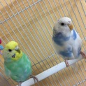 里親募集 セキセイインコ