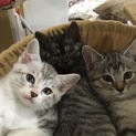 生後2ヶ月の子猫ちゃん