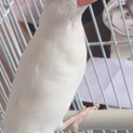 里親募集 白文鳥