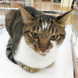 緊急里親募集中！！