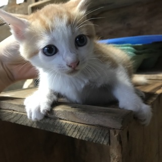 ＊代理募集＊茶トラくん