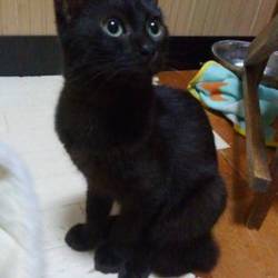 トヨタカローラ香川宇多津店お客様感謝祭　犬猫譲渡会